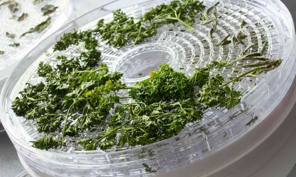 herbs on food dehydrator tray