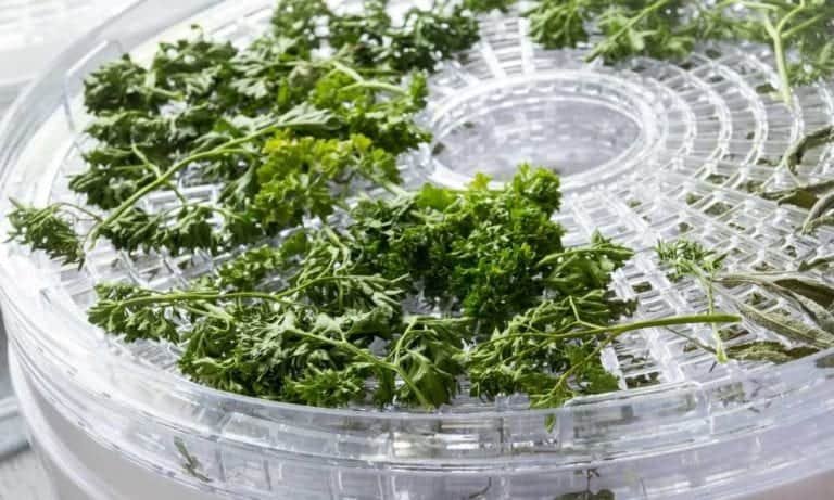 parsley herb on cylinder dehydrator tray