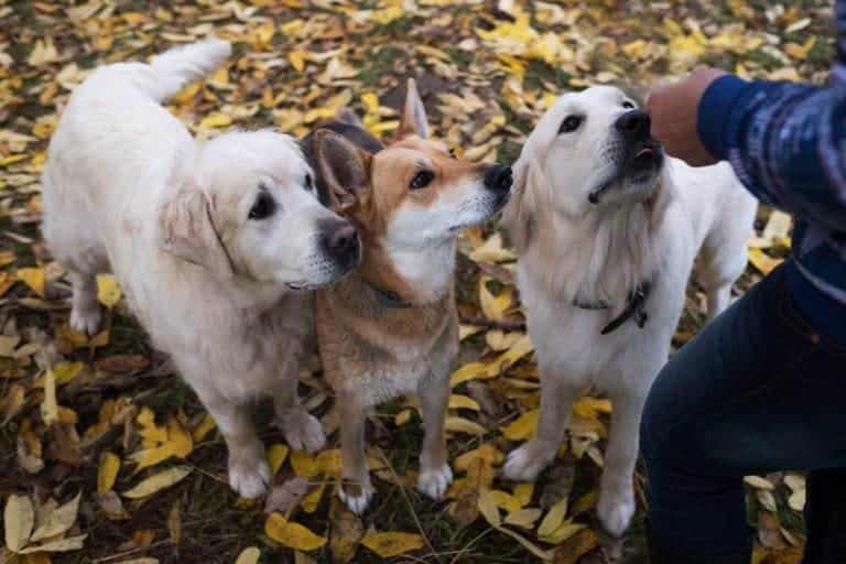Giving golden retrievers and huskies a treat.
