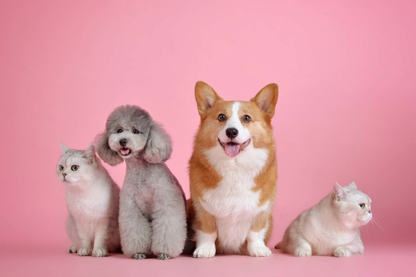 picture of dogs, cats with pink background