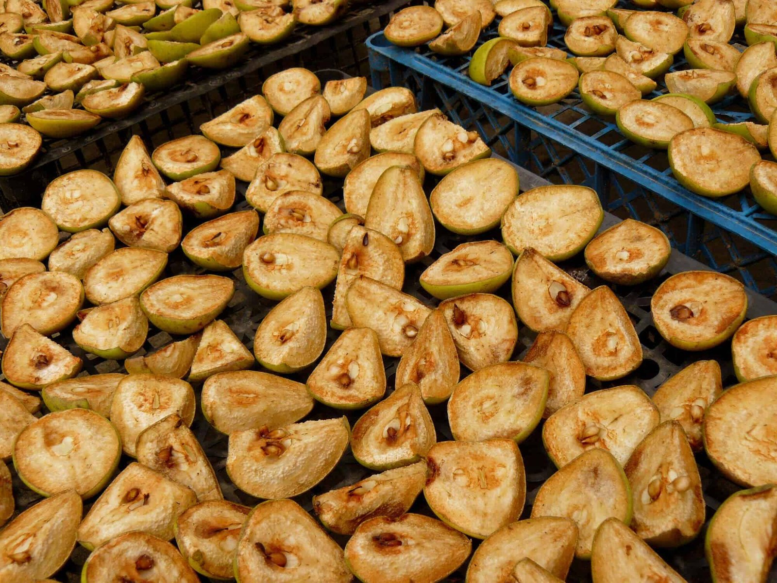 dehydrated pears on trays completed dehydrating process