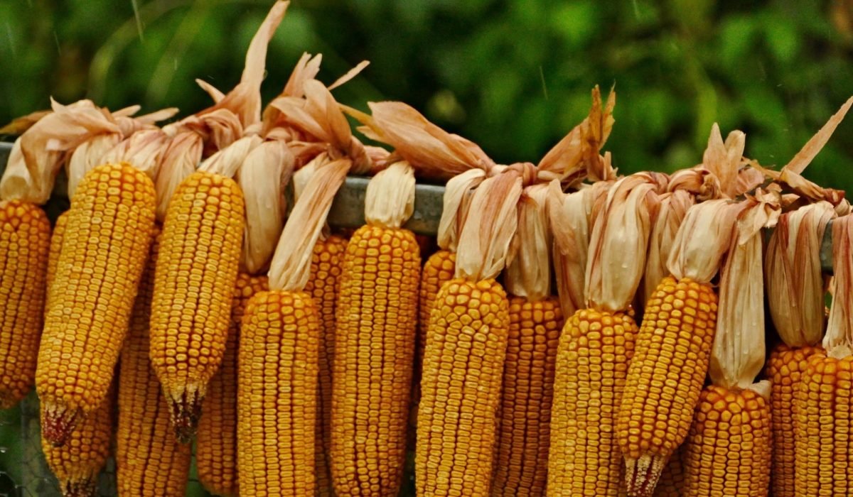 How to Dry Corn Using a Dehydrator