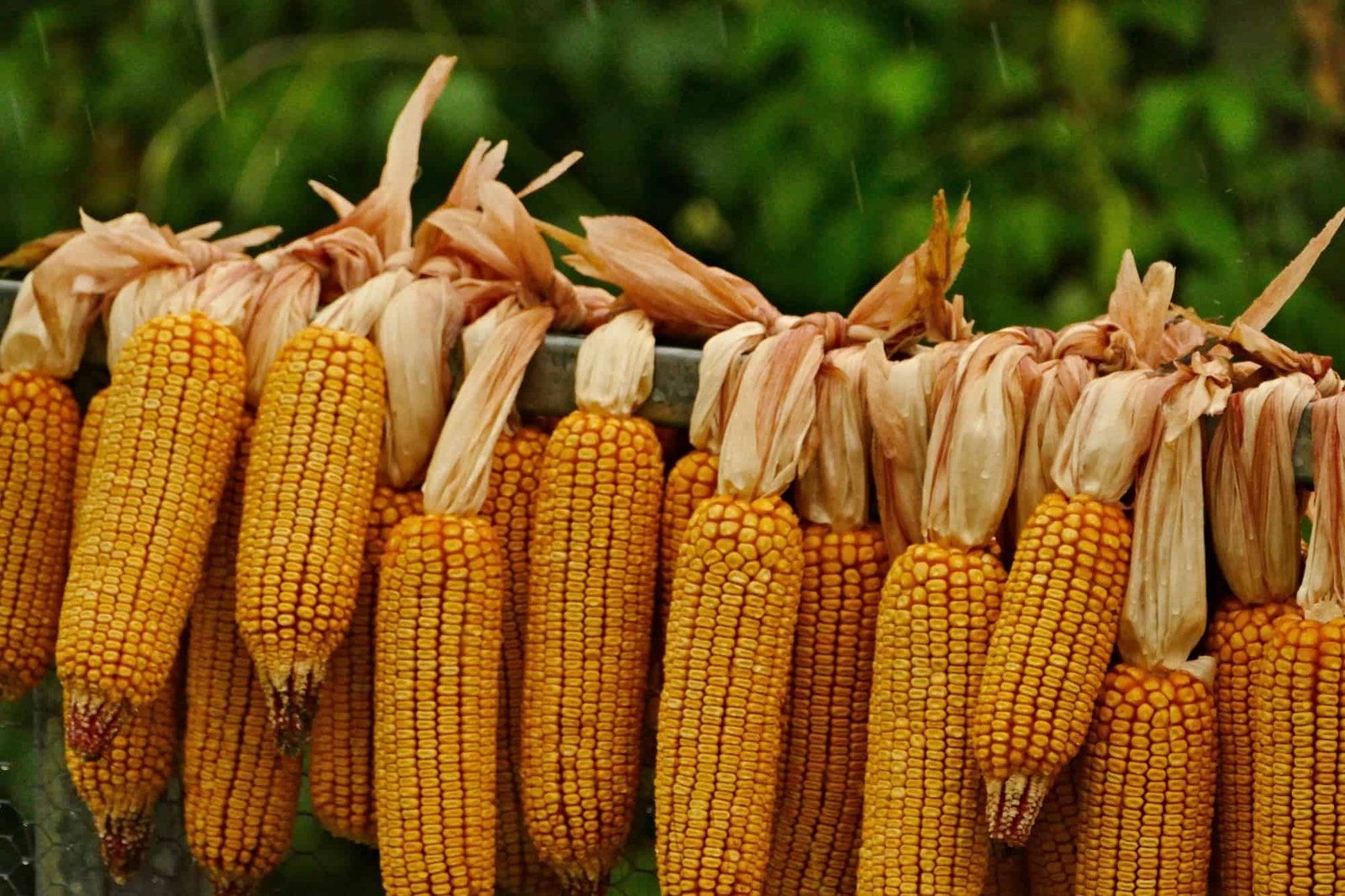 corn on the cobs stacked in a line
