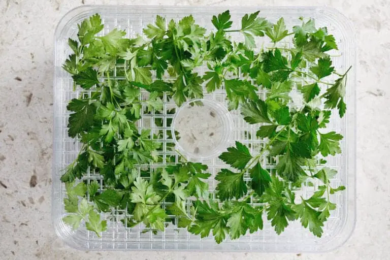 herbs in rectangle dehydrator tray