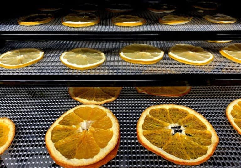 orange slices lined on dehydrator tray