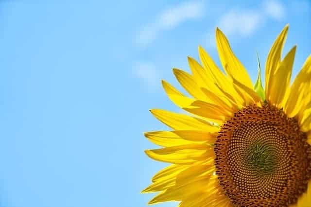 sunflower with a backdrop of blue sky