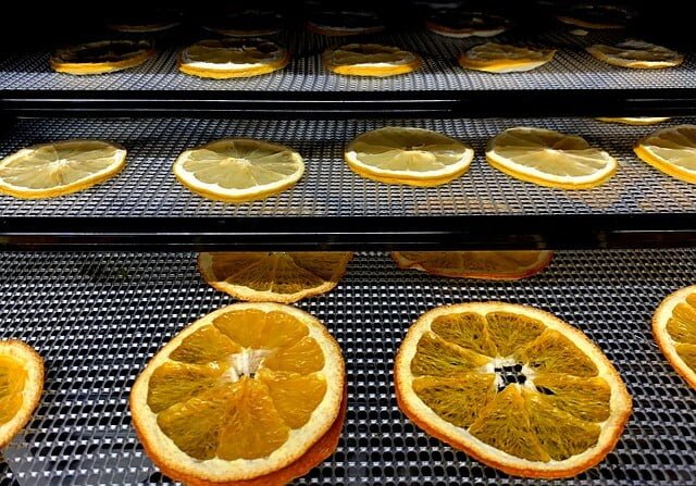sliced oranges on dehydrator tray ready to be dehydrated