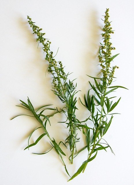 tarragon, herb with a white background