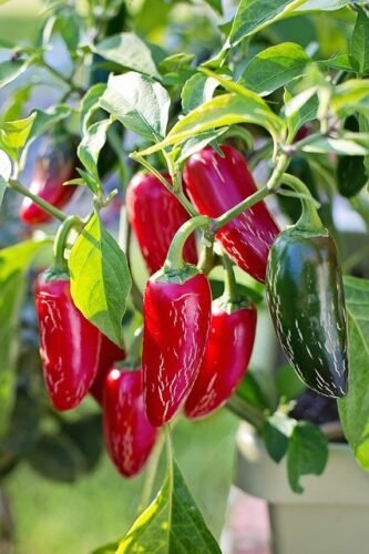 jalapeno peppers red and green hanging from branch