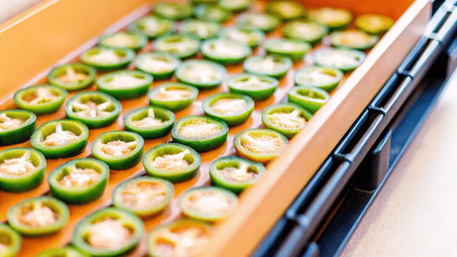 Jalapeno slices evenly spread out on dehydrator trays, with no overlapping, ready for drying.