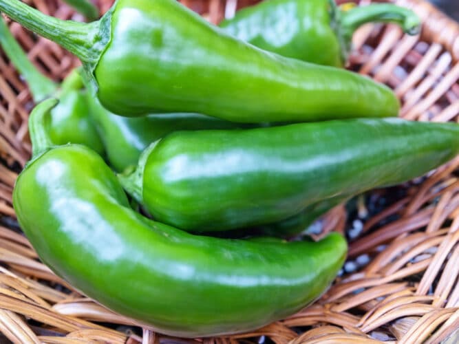 A vibrant close-up of fresh jalapeno peppers in a basket, showcasing their glossy green skin and firm texture.