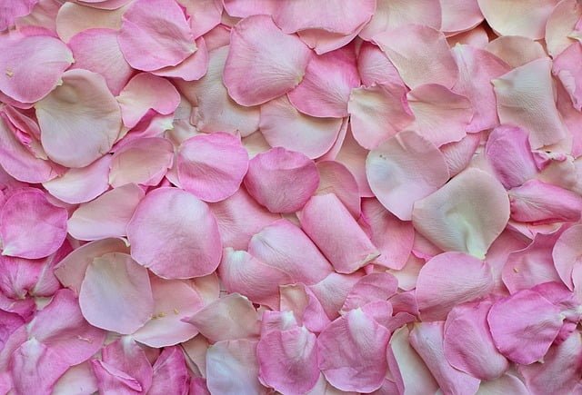 single pink rose petals in a bunch