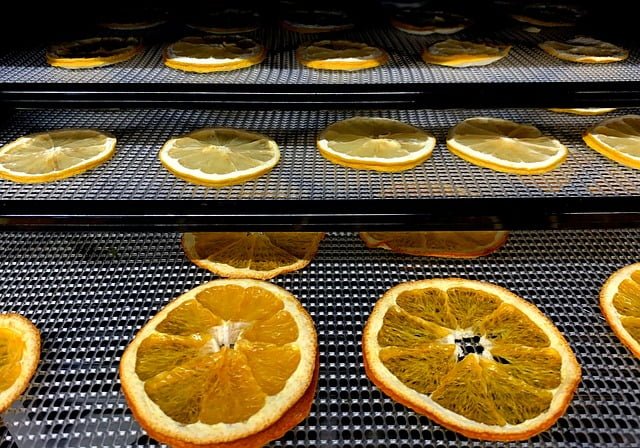 sliced oranges on food dehydrator trays