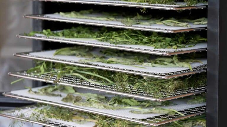 food dehydrator trays with herbs- basil, parsley