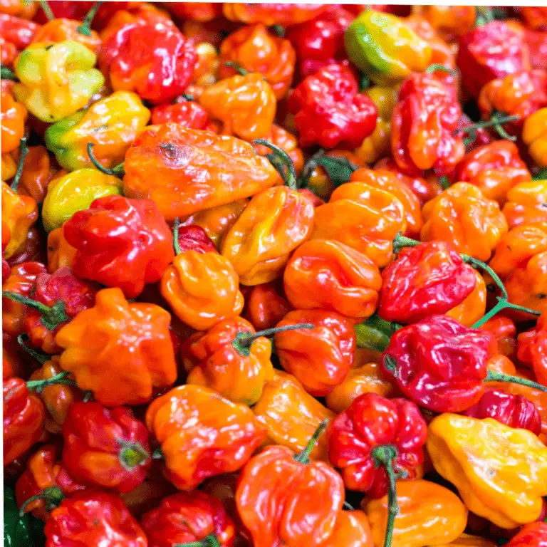 Red and yellow habanero overlapped on each other.