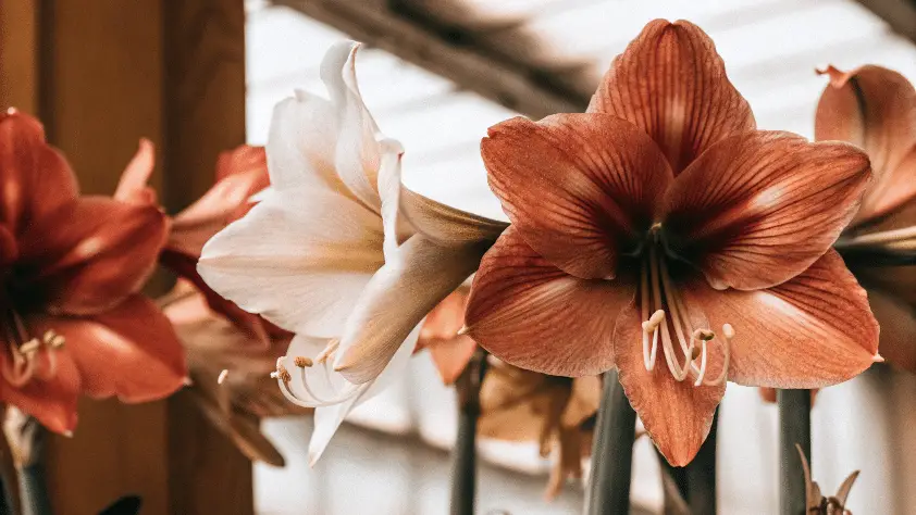 A photograph of a group of lily-like flowers with a rich color palette. The flowers are showcased in close-up, with the intricate details of their petals and structure clearly visible.