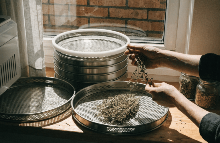 Person's hands arranging dried herbs on round metal drying trays near a sunlit window.